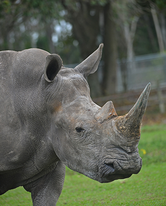 Read more about the article Rhino & Lion Nature Reserve